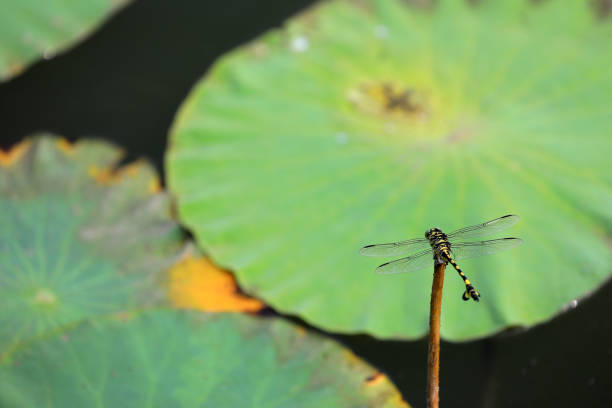 Dragonflies rest on Lotus poles, North China
