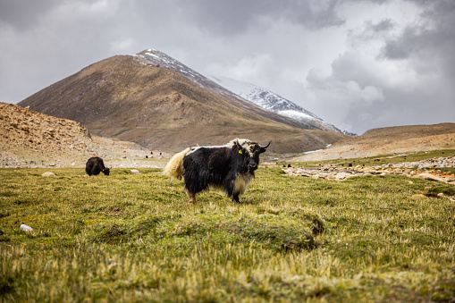 Yaks grazing at Warila pass in Nubra Valley an oasis in the arid Himalayan Mountains, Ladakh