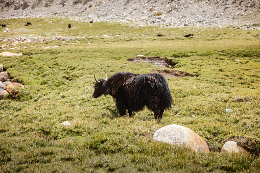 A huge Yak grazing at Warila pass in Nubra Valley an oasis in the arid Himalayan Mountains, Ladakh