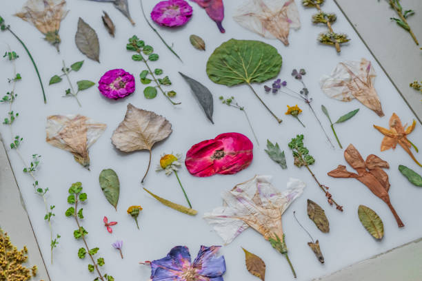 istock Beautiful colorful pressed flowers on light table 1976606560