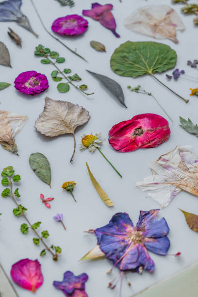 istock Beautiful colorful pressed flowers on light table 1976607089