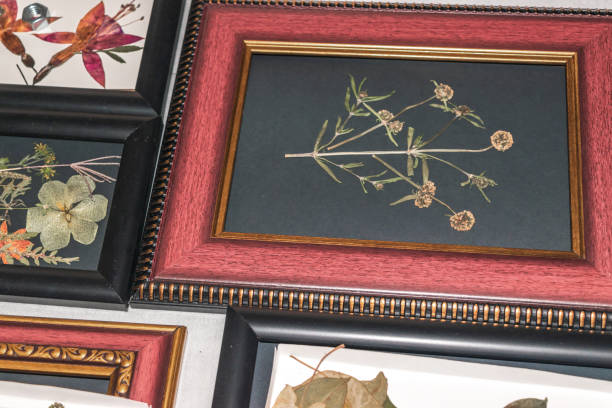 istock Pressed flowers in a vintage red frame 1976608631