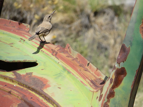 Tiny Bird Sitting on Windshield Part of Old Rusty Truck Abandoned in Death Valley National Park by Aguereberry Camp. High quality photo