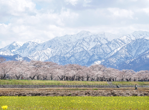 Asahi Funakawa in Toyama Prefecture cherry blossoms, and snowy mountains in the Background.