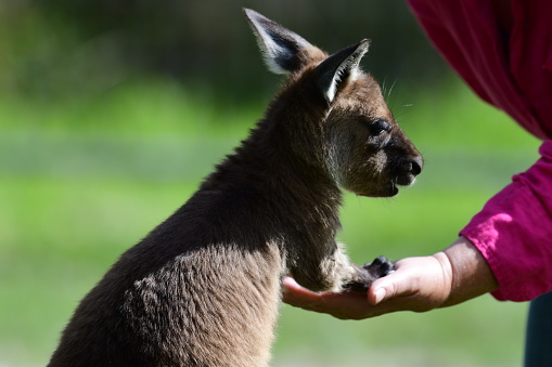 Young kangaroo,