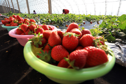 Tourists pick ripe strawberries in a greenhouse on a farm, China