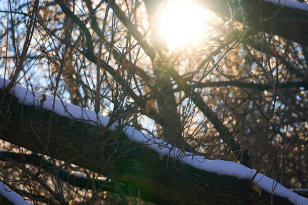 Embark on a visual journey through this photography session capturing the majesty of winter nature, where delicacy meets strength in icy landscapes.