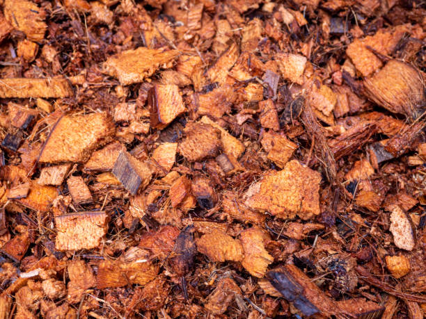 istock Chopped coconut husks for use as planting material 1976685109