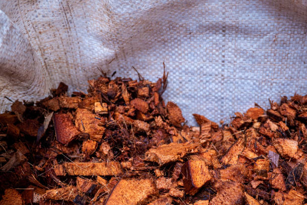 istock Chopped coconut husks for use as planting material 1976685110