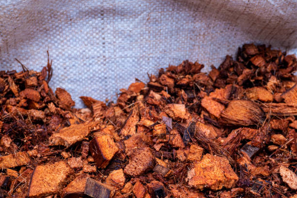 istock Chopped coconut husks for use as planting material 1976685138