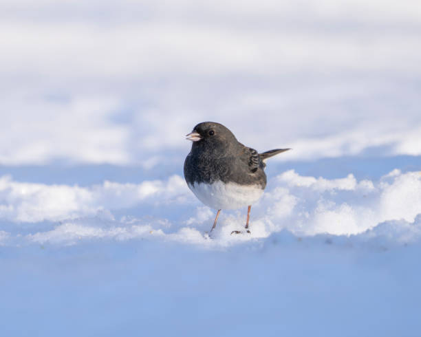 istock dark eyed junco standing on the ground after snow 1976685622