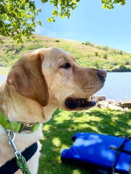 istock Labrador Retriever  near water 1976690292