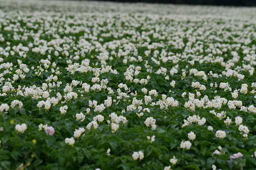 Potato crop in flower