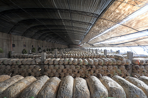 Mushroom sticks in the greenhouse, North China