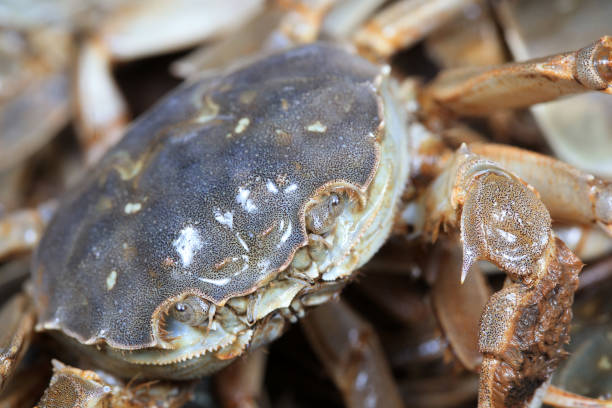 istock A close-up of fresh river crabs 1976714282