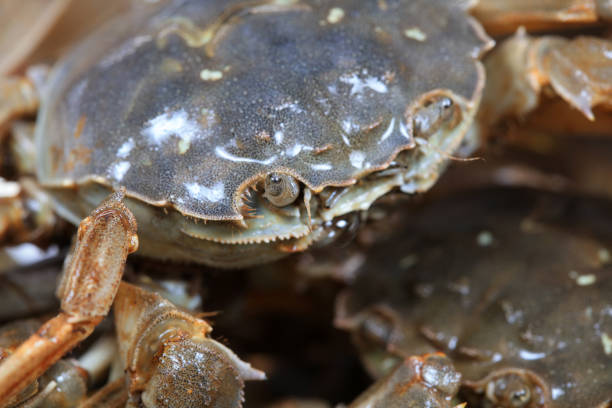 istock A close-up of fresh river crabs 1976714287