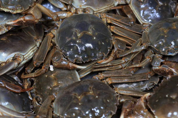istock A close-up of fresh river crabs 1976714793