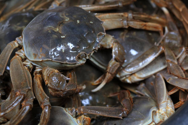 istock A close-up of fresh river crabs 1976715843