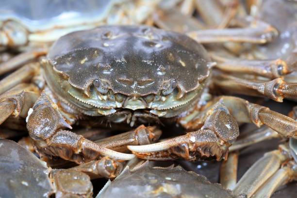 istock A close-up of fresh river crabs 1976721508