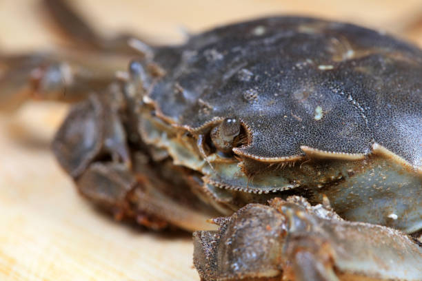 istock A close-up of fresh river crabs 1976722534