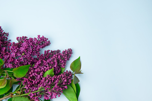 The beautiful fresh lilac violet flowers on a wooden background