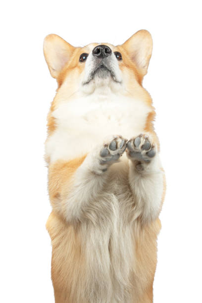 istock welsh corgi pembroke isolated on white background 1976752831