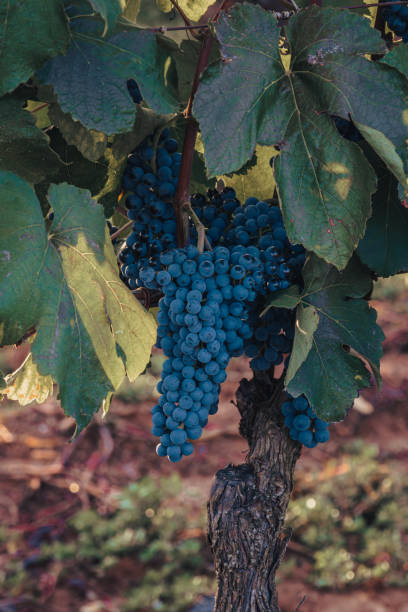 istock Ripe Cabernet grapes on vine growing in a vineyard at sunset time, Croatia 1976755587
