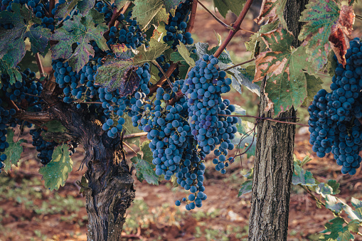 Ripe Cabernet grapes on vine growing in a vineyard at sunset time, selective focus High quality photo