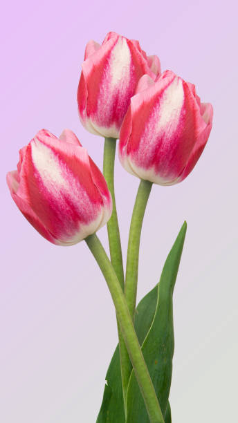 istock Pink tulip flower isolated on white background 1976762737