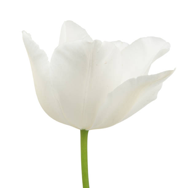 istock White tulip flower isolated on white background. Beautiful composition for advertising 1976773736