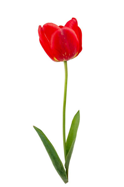 istock Red tulip isolated on white background 1976774768