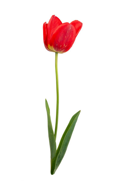 istock Red tulip isolated on white background 1976776326