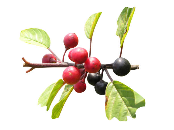 alder buckthorn or Frangula alnus