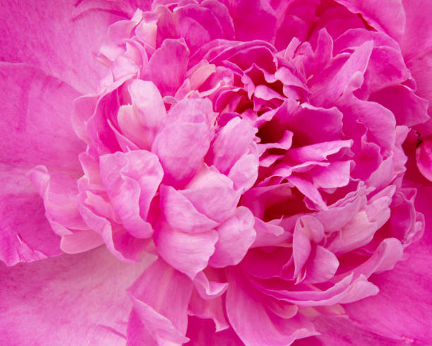istock Beautiful pink peony isolated on white background 1976778959