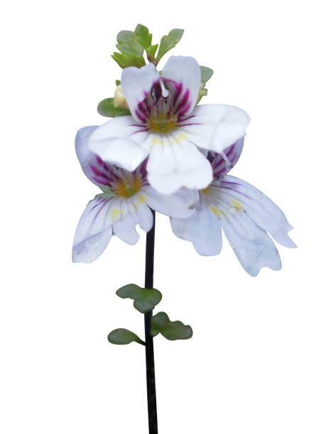 eyebright, eyebright herb or Euphrasia