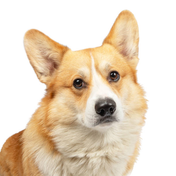 istock corgi dog isolated on white background 1976781017