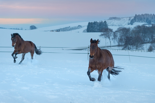 Two horses galloping through a winter wonderland
