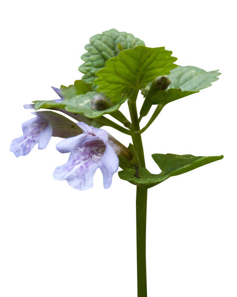 istock Glechoma hederacea or ground ivy 1976782572
