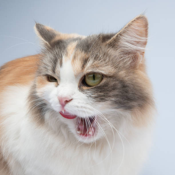 istock Bright fluffy funny cat isolated on the white background 1976789873