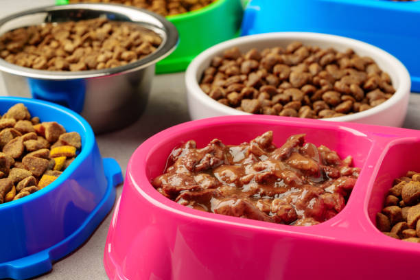 istock Plastic pet bowl with food on gray background 1976790392