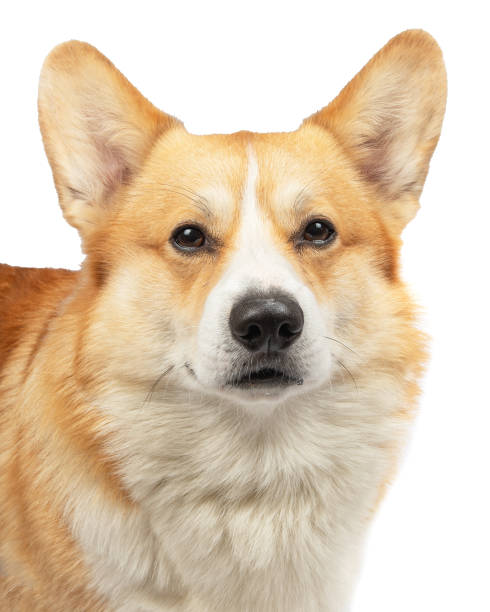 istock welsh corgi pembroke isolated on white background 1976790923