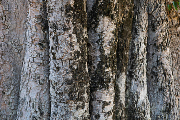 black and brown tree bark skin
