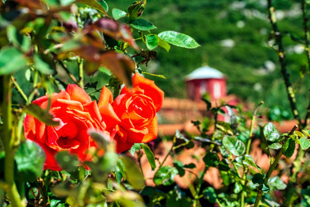 Clusters of bright pink roses are blossoming on a healthy green shrub under the warm sun in a verdant garden setting.