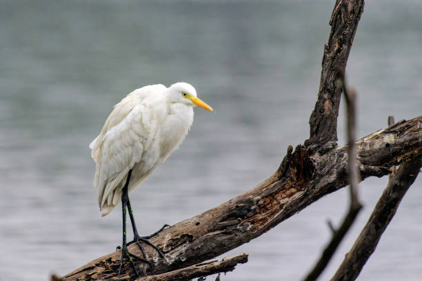 little egret in the swamp in the company of waders
