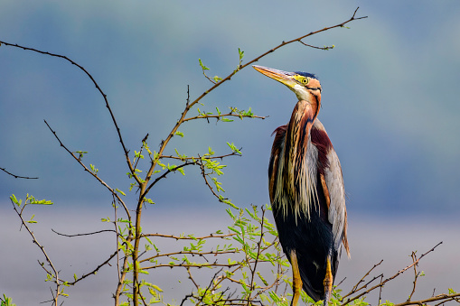 A closeup of a Purple Heron on a branch in Rajasthan, India