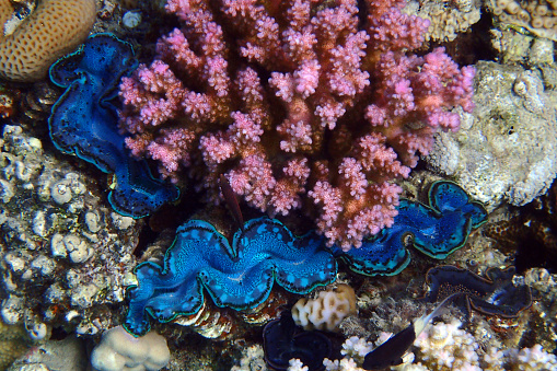 Giant Clam from the Red Sea Makadi bay