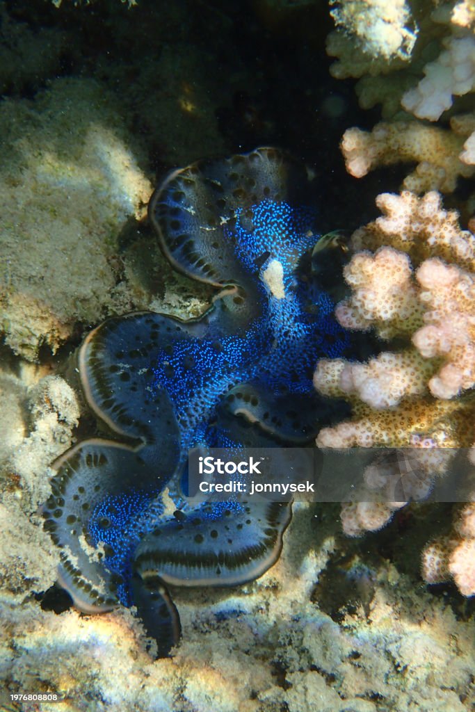 Giant Clam from the Red Sea Giant Clam from the Red Sea Makadi bay Animal Stock Photo Giant Clam from the Red Sea Giant Clam from the Red Sea Makadi bay Animal Stock Photo