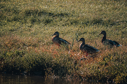 Stock photo showing a male Carolina wood duck (Aix sponsa) (drake), with his beautiful, multicoloured iridescent plumage shining in the sunshine. Females are much plainer in colour with predominantly brown speckled feathers and white-ringed eyes in contrast to the males red eyes.