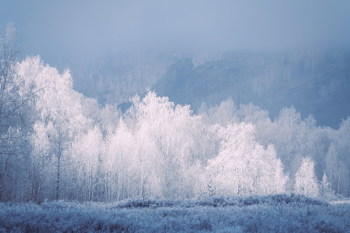 Frost-covered trees in winter mountains at foggy sunrise. Beautiful winter landscape.