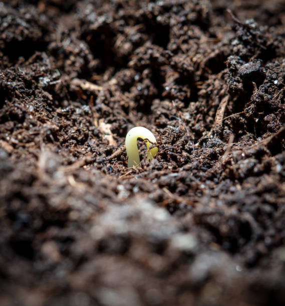 istock A tomato comes from a seed in the ground in the spring. Macro 1976822344